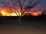 October Sunrise Olive Downs Campsite Sturt National Park 