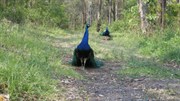 Pea-Cocks at Cunninghams Gap