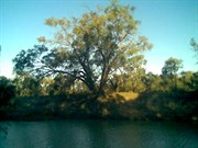 Dusk on the banks of the Darling River