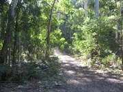 Belanglo State Forest 