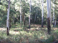 Belanglo State Forest 