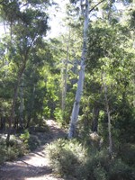 Belanglo State Forest 