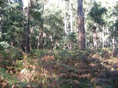 Belanglo State Forest 