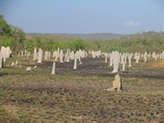 Termite mounds oriented to magnetic north