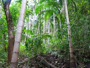 Rainforest at Wangi Falls