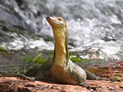 Lizard at Buley Rockhole