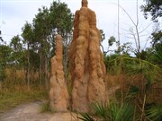 Cathedral termite mounds