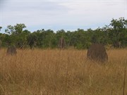 Grass around mounds before burnoff