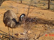 Local resident