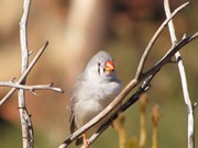 Zebra finch