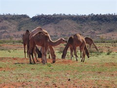 Henbury Meteorites Conservation Reserve - Camels along the road to craters 