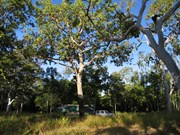 Bush camping 