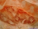 Baloon Cave 2005