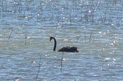 Black Swan on Lake Murphy