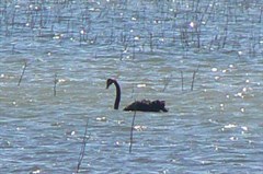 Lake Murphy Conservation Park - Black Swan on Lake Murphy 