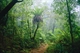 Lamington National Park