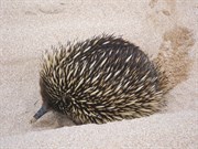 Echidna-Stoney Rise