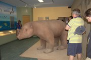Life-sized model of Zygomaturus inside Visitors Centre