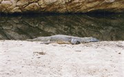 Fresh water crocodile