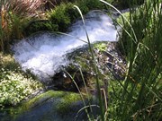 Millstream Homestead Pool