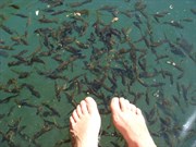 Fern Pool Fish - Karijini