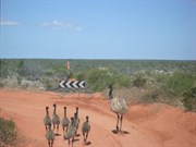 Jaywalker - FRancois Peron National Park