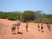 Wildlife abounds in the park