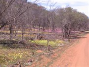 Wildflowers Coalseam Conservation Park WA