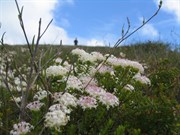Wildflowers - Sept 05