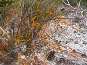 Natures colourful lace