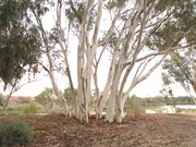 Beautiful river gums