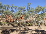 The rocks on the southern side of the creek at Watrara Pool