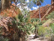Track up creek through minipalms leading to chasm
