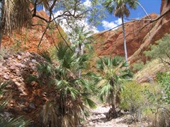 Echidna Chasm - Track up creek through minipalms leading to chasm