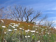Summertime flowers and bleached snowgum trunks Jan 06
