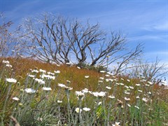 Mount Blue Rag - Summertime flowers and bleached snowgum trunks Jan 06 