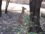 Kangaroo cooling off