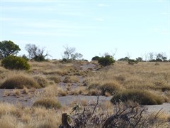 Eagle Hussar No 1 Oil well - Cleared line running to the N/W (Access to Mt Madley) 