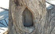 The%2bDig%2btree