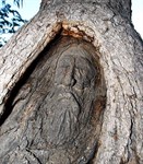 The%2bFace%2bTree