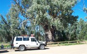 The Big Gum Tree