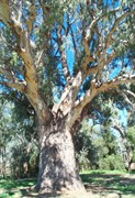 Orroroo
