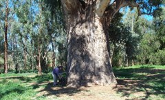 Orroroo
