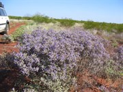 Desert in bloom along the Puntawarri Track 