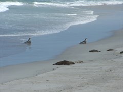 Kangaroo Island