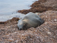 Kangaroo Island