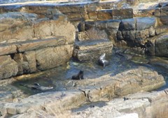 Kangaroo Island