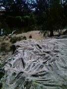 Terramungamine Reserve