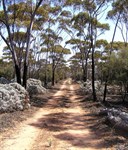 A typical woodlines scene