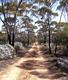 A typical woodlines scene